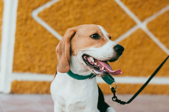 Dog wearing a green collar