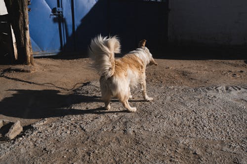 Fotobanka s bezplatnými fotkami na tému dom, hlava, modrá