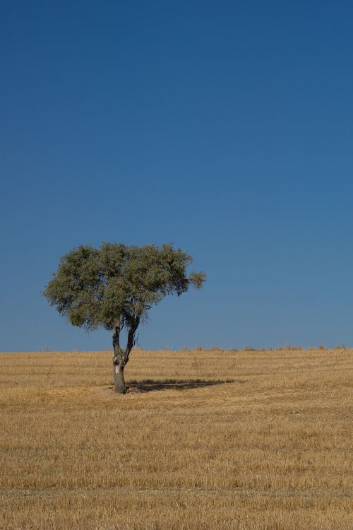 Free Single tree standing in a golden field against a clear blue sky during summer. Stock Photo