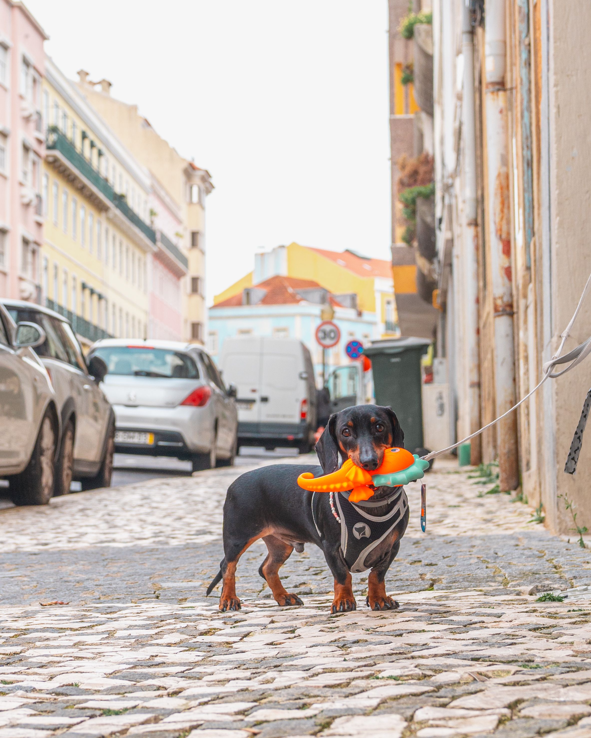 Frisbee para Cães