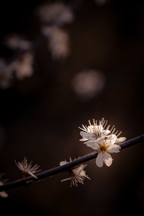 Blackthorn blossoms in the dark 