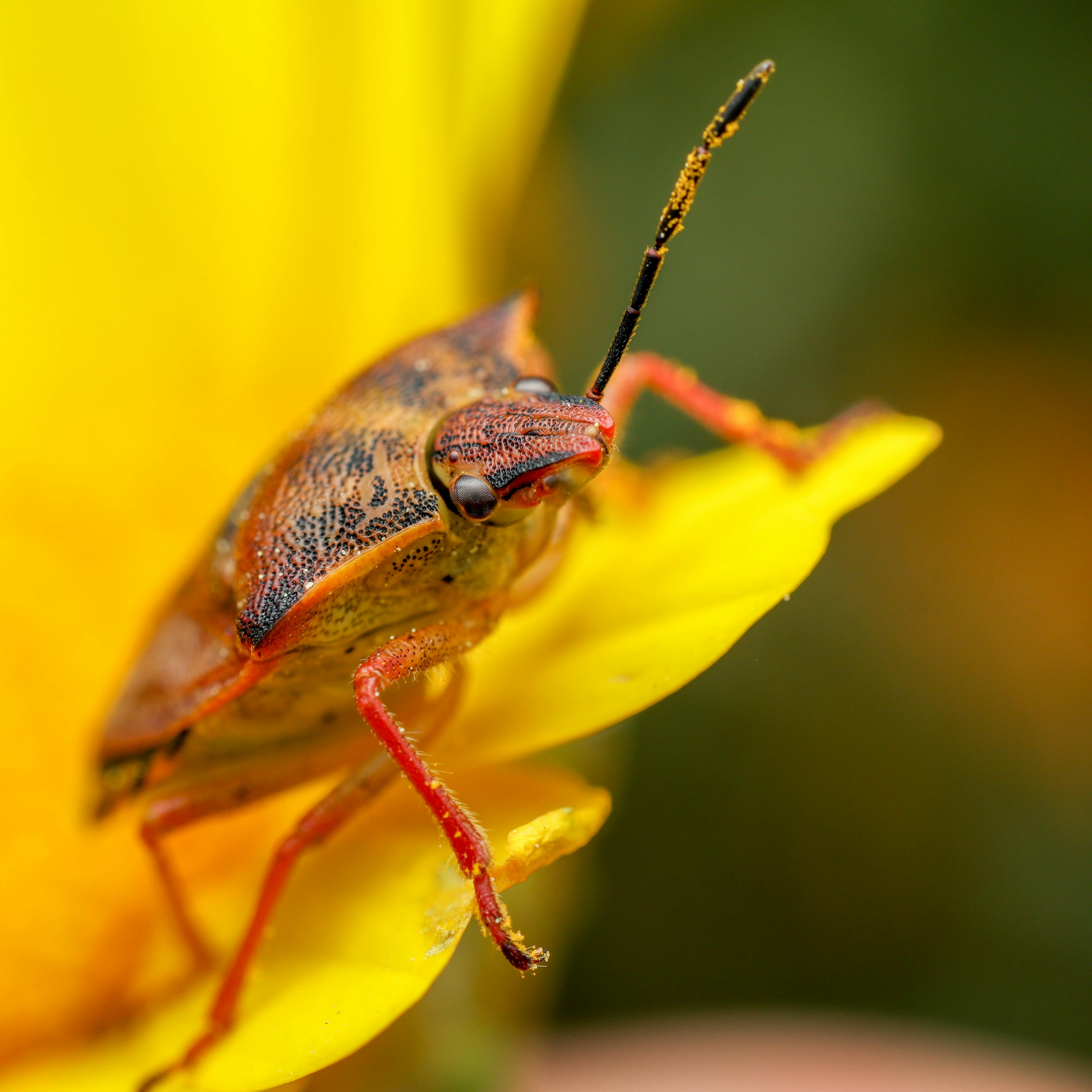 Close-up of a vibrant shield bug perched on a yellow flower petal, showcasing its detailed texture.