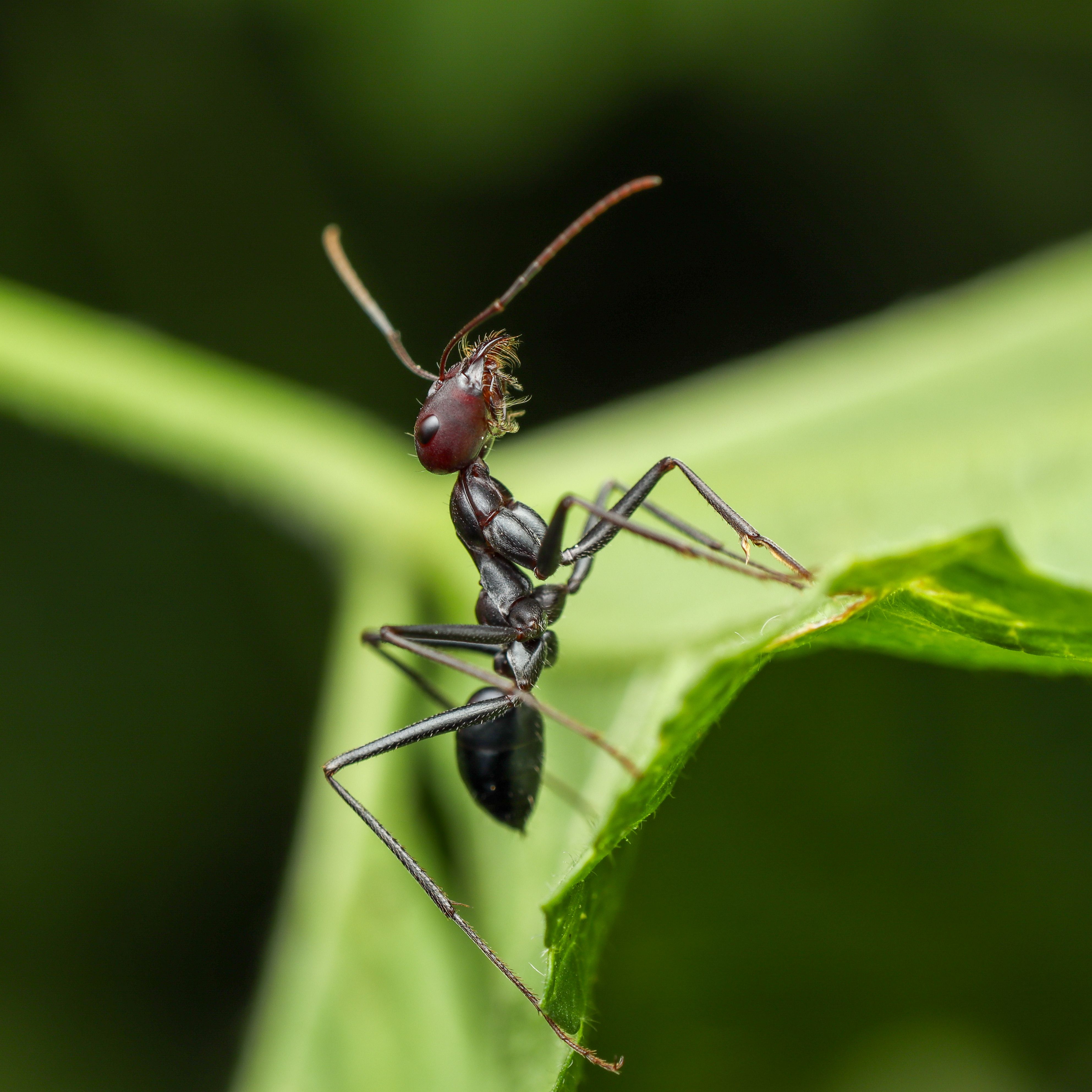 close-up-photography-of-ant-free-stock-photo