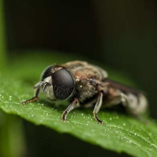 Kostnadsfri bild av blad, djurfotografi, fluga