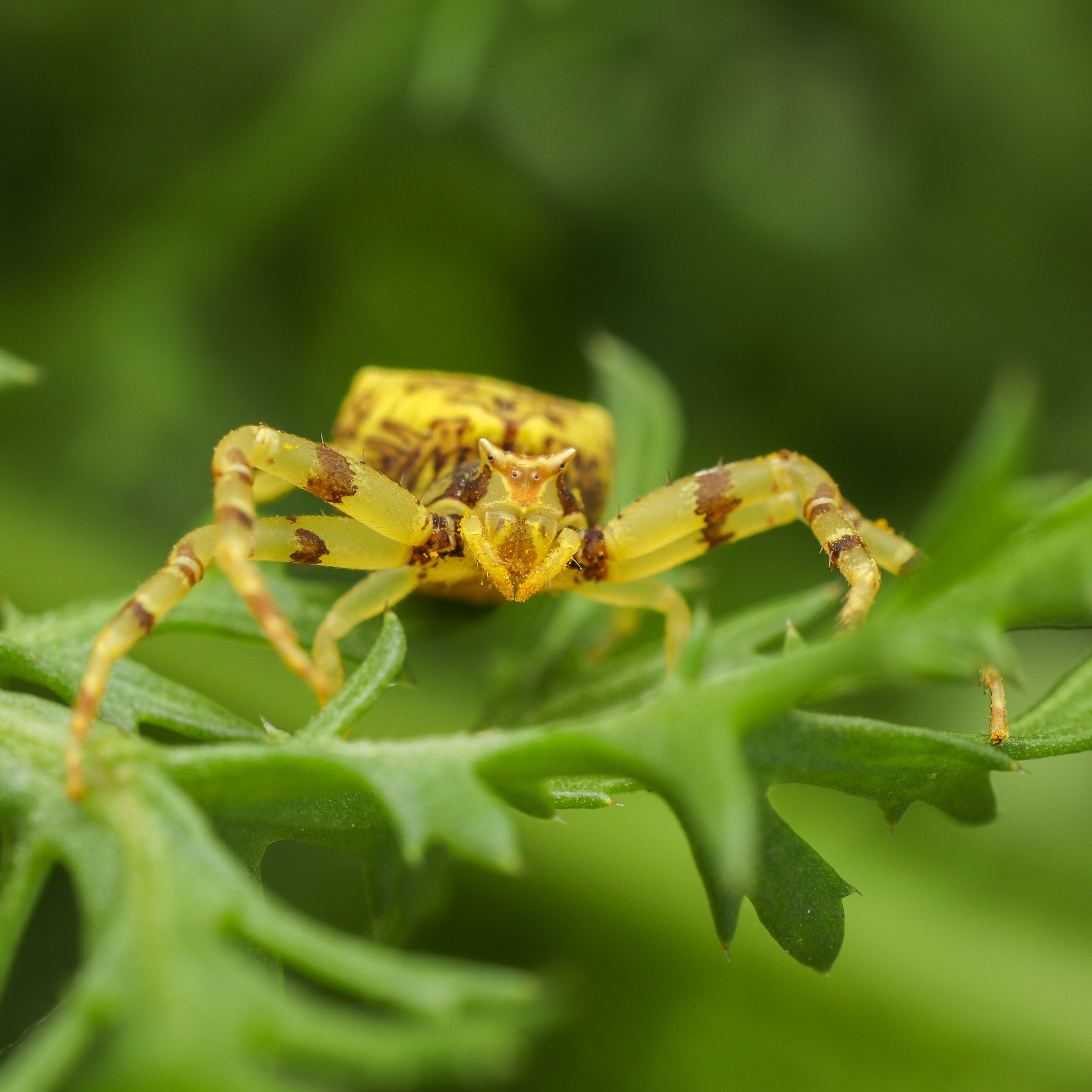 Spider on Leaf · Free Stock Photo
