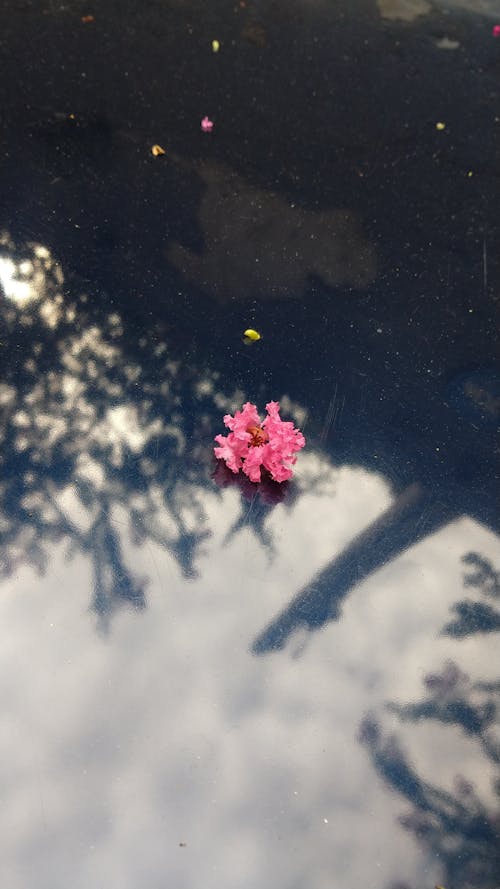 Imagine de stoc gratuită din crape myrtle, delicat, floare roz