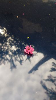 A delicate pink crape myrtle flower floats on a reflective water surface capturing nature's tranquility.