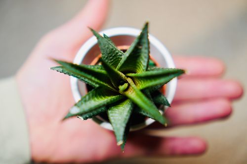 Free Top view of a hand holding a green aloe plant in a white pot, offering a natural touch. Stock Photo
