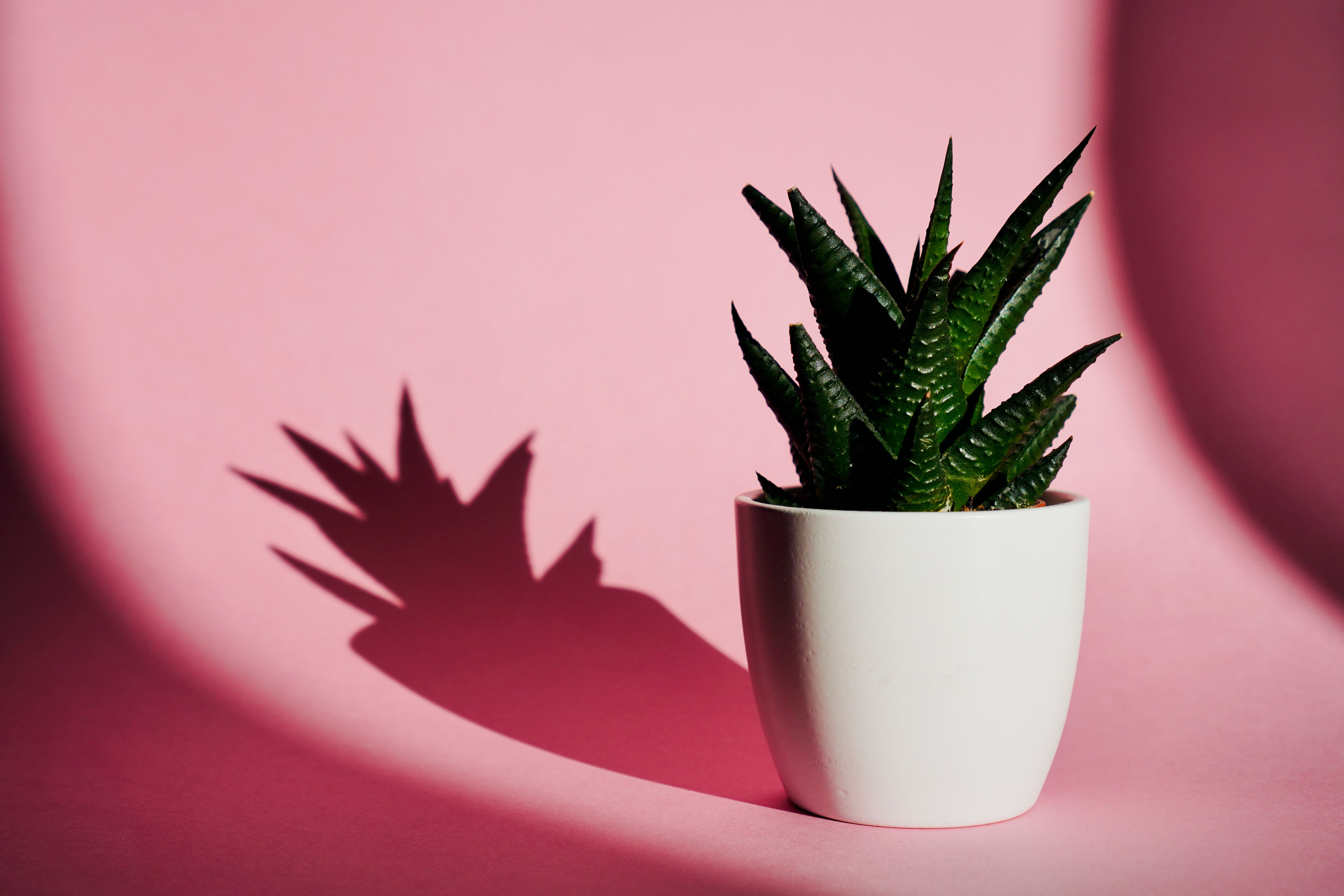 aloe vera uses for skin Aloe Vera Gold Gel for Fresh, Glowing & Hydrated Skin – The Natural Wash