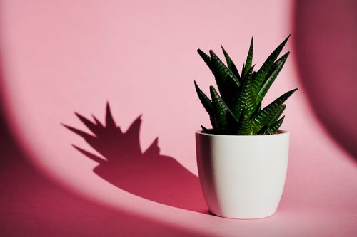 Free Stylish cactus in white pot with dramatic shadow on pink background, perfect for modern decor ideas. Stock Photo