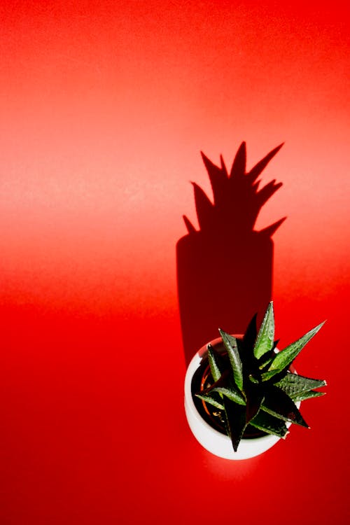 A plant in a pot on a red background