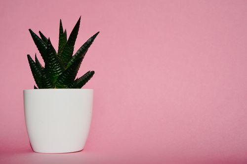 Free Stylish minimalist image of a green succulent in a white pot against a pink background. Stock Photo