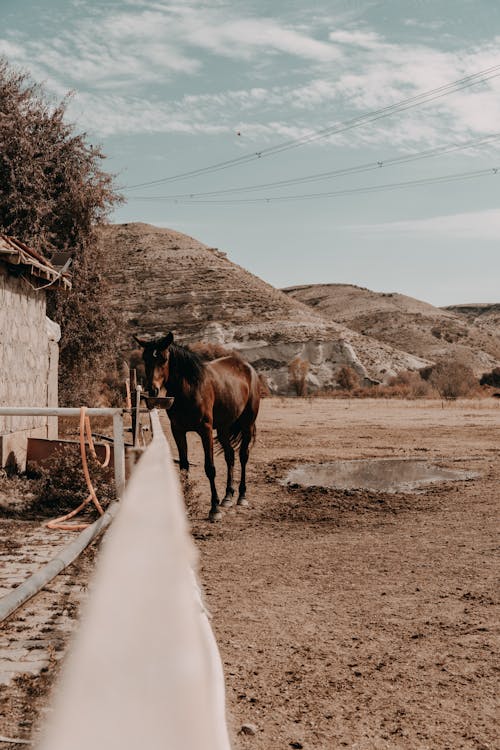 Foto profissional grátis de bebendo, cavalo, cerca