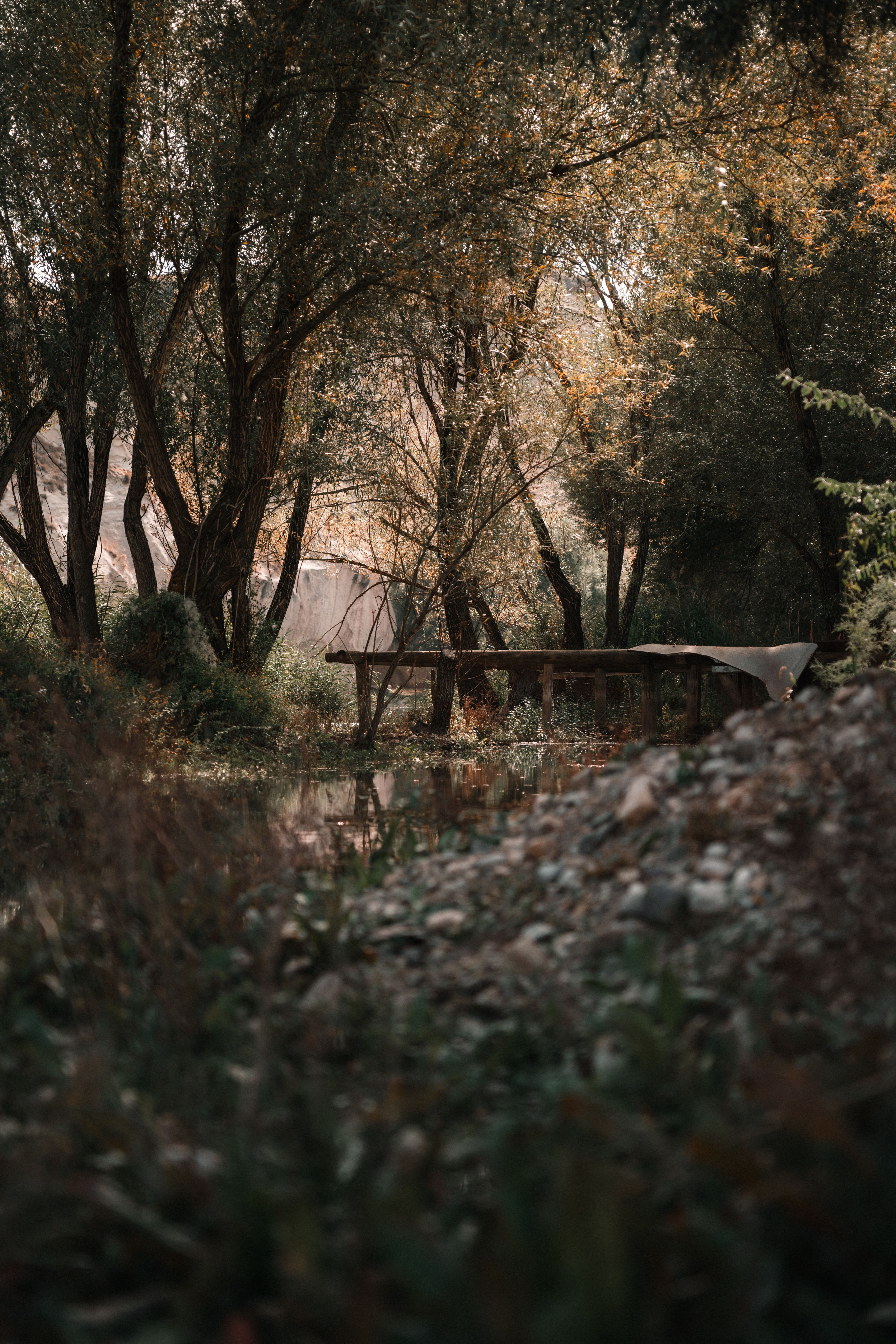 A serene forest scene featuring an old wooden footbridge over a gentle river, surrounded by lush greenery.