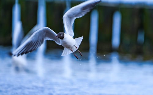 Základová fotografie zdarma na téma chroicocephalus ridibundus, fotografie divoké přírody, fotografování zvířat