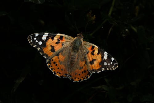 Ảnh lưu trữ miễn phí về cận cảnh, chụp ảnh động vật hoang dã, Con bướm
