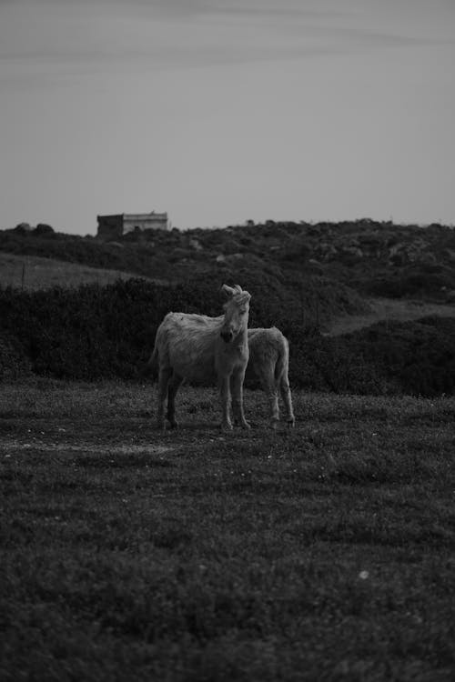 A black and white photo of two sheep in a field
