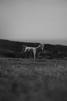 Monochrome photo of two donkeys standing in a rural pasture, serene landscape.
