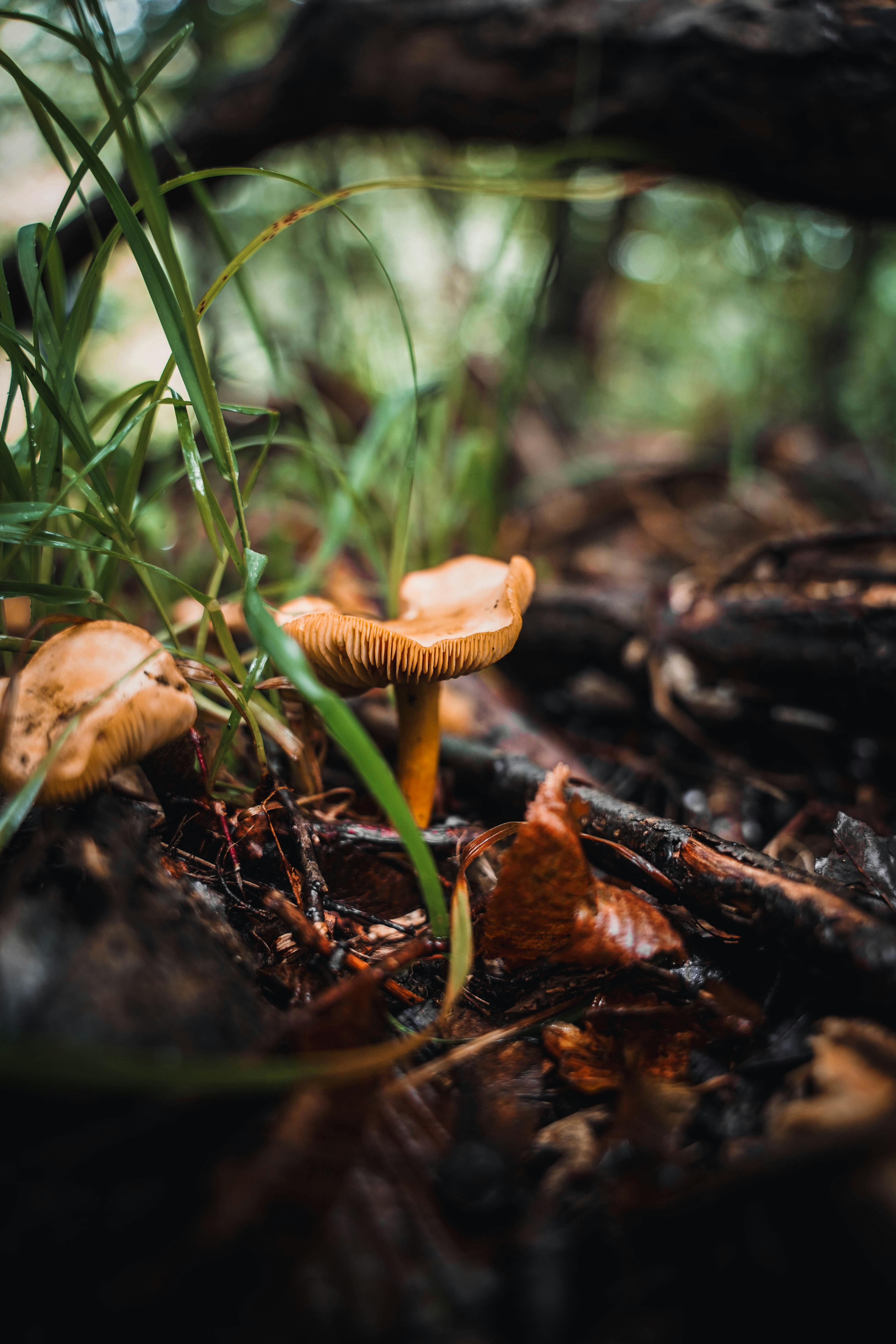 mushroom on forest floor