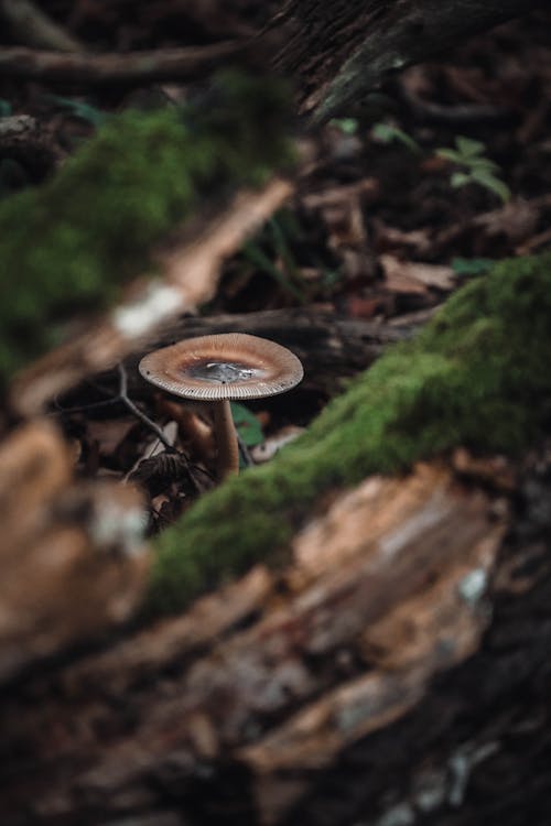 A mushroom sitting on top of a tree stump