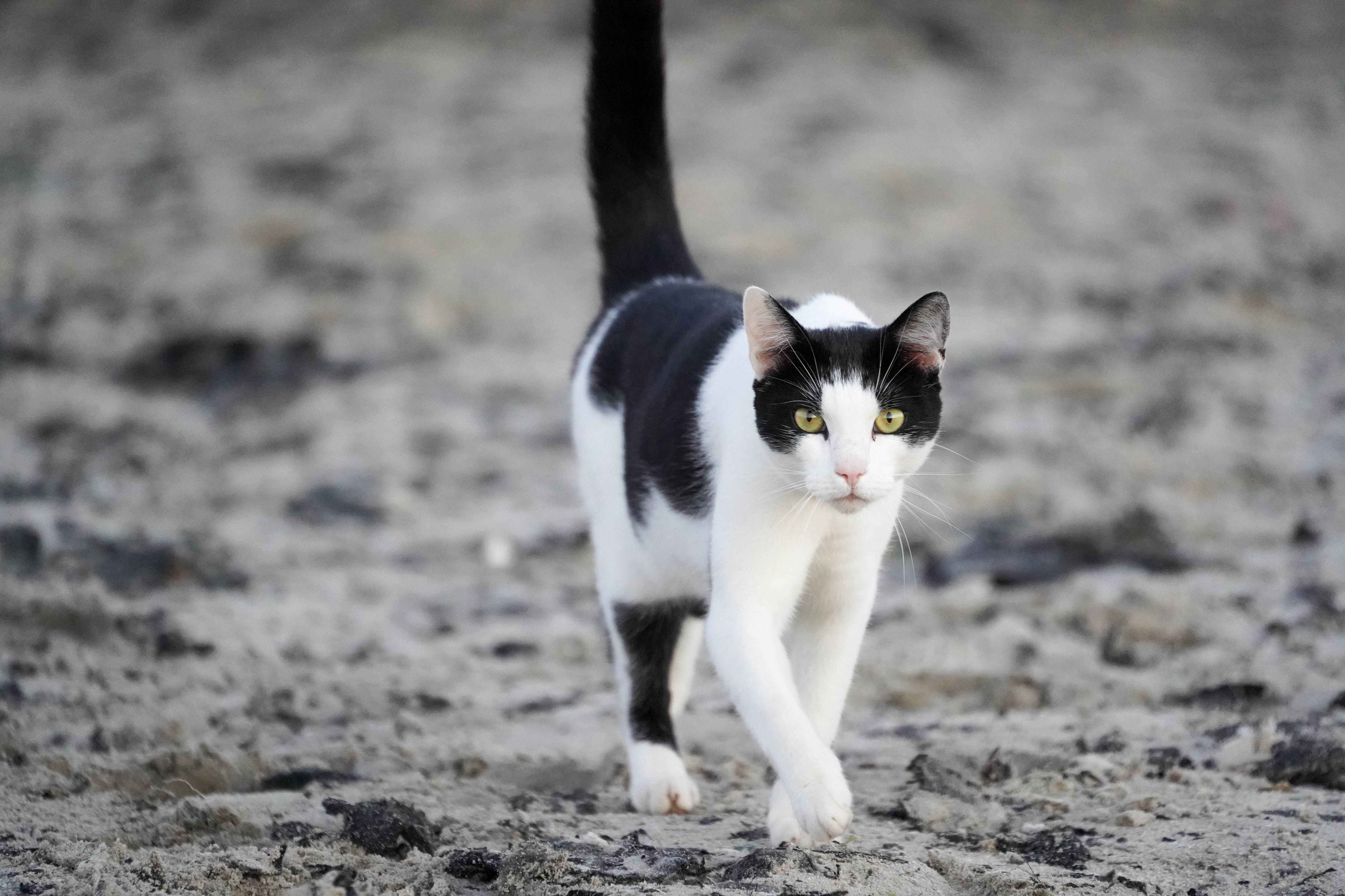 A black and white cat walking on a beach · Free Stock Photo