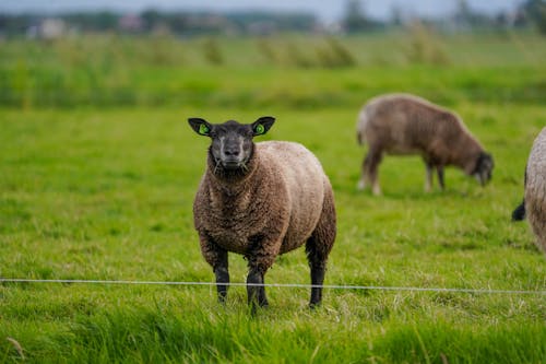 Three sheep standing in a field with a wire fence