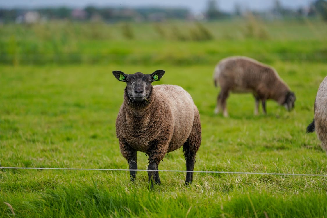 Three sheep standing in a field with a wire fence