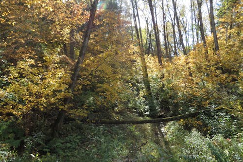 Fotos de stock gratuitas de bosque de otoño