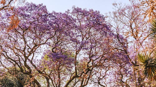 Безкоштовне стокове фото на тему «весна, завод, квіти»