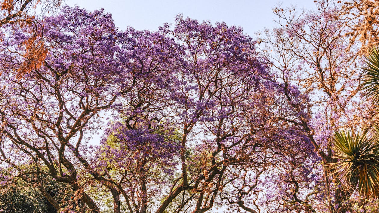 Analco Sábado Jacarandás Vii