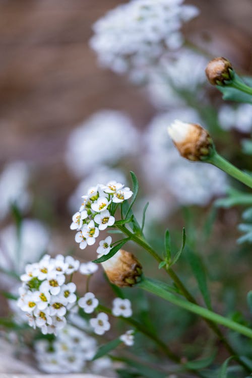 Small white flowers with green leaves and brown stems