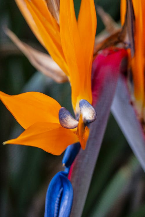 A close up of a bird of paradise flower