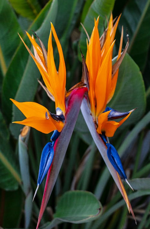 Two bird of paradise flowers are shown in this photo