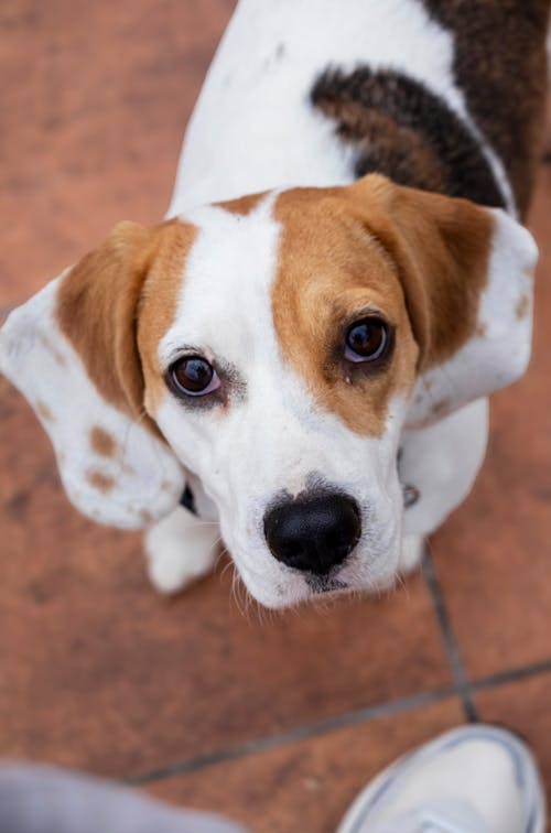 A beagle dog with brown eyes and white spots
