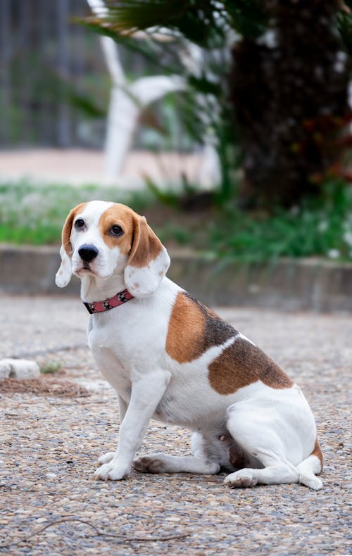 A beagle sitting on the ground with its paws on the ground