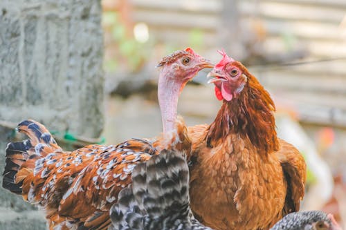 動物攝影, 家禽, 母鸡 的 免费素材图片
