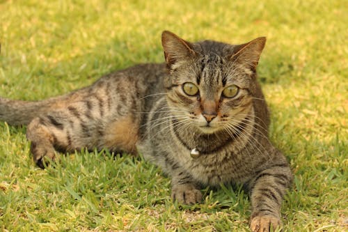 Brązowy Pręgowany Kot Na Szczycie Pola Zielonej Trawie