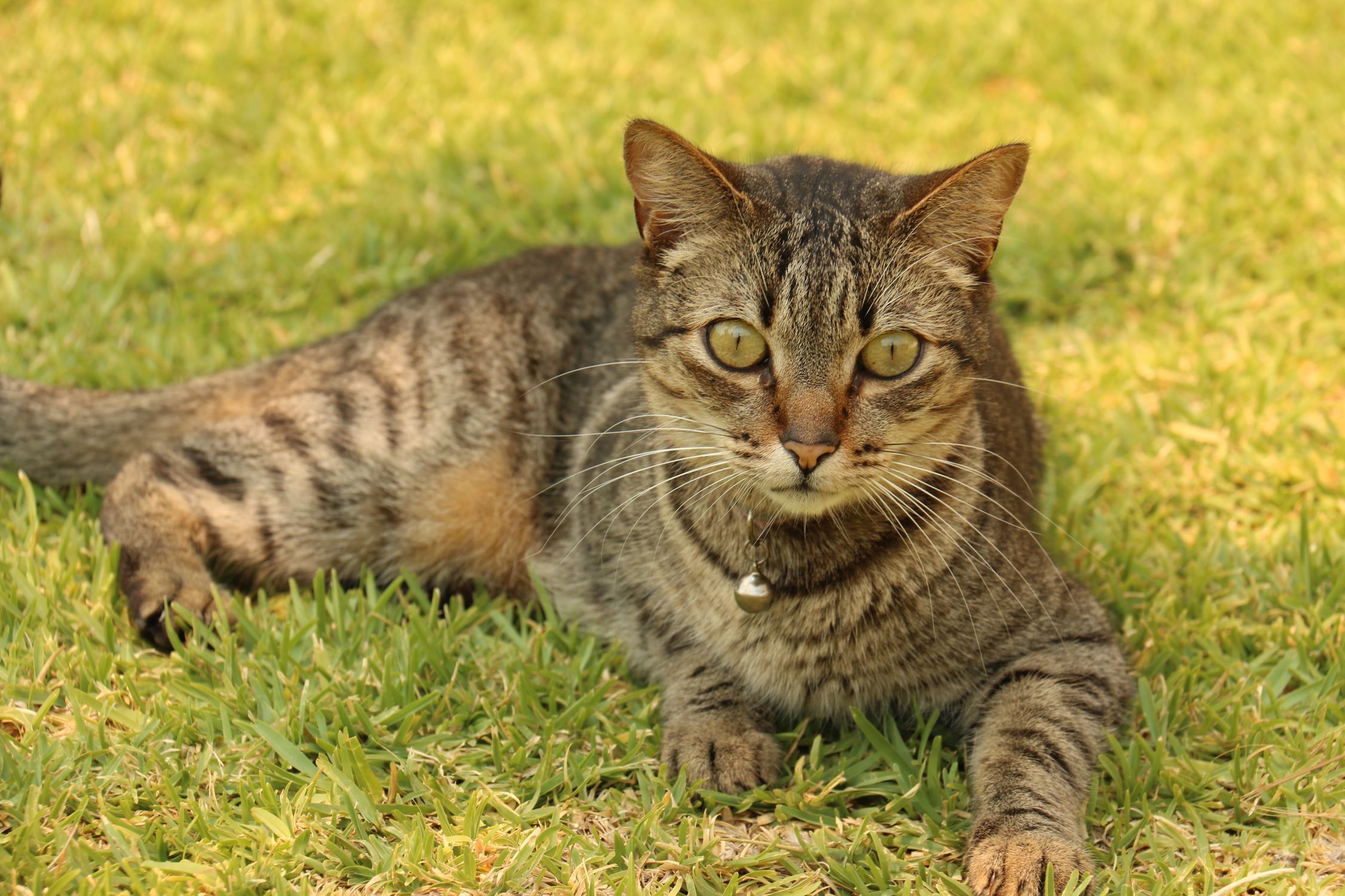 Brown Tabby Cat on Top of Green Grass Field · Free Stock Photo