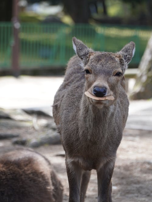 ニホンジカ, 動物の写真, 動物園の無料の写真素材