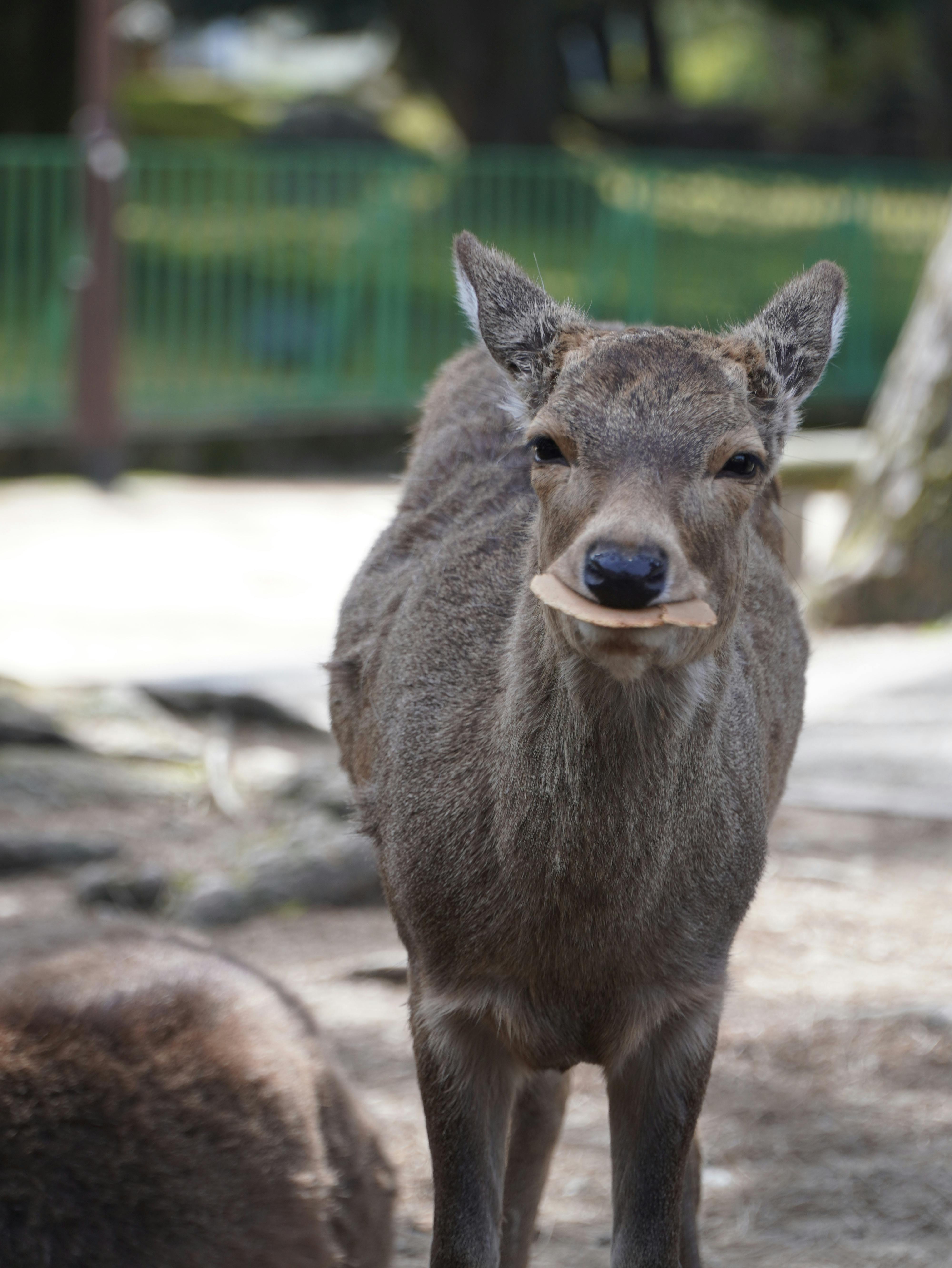 grátis Foto profissional grátis de □ gentil, alimentando, animais Foto profissional