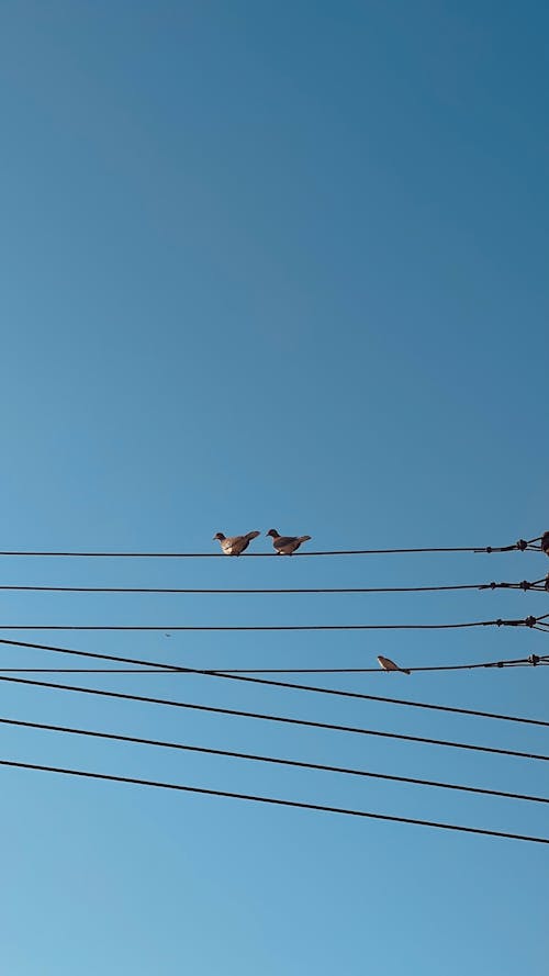 アジアの鳩, ハト, ブリッジの無料の写真素材
