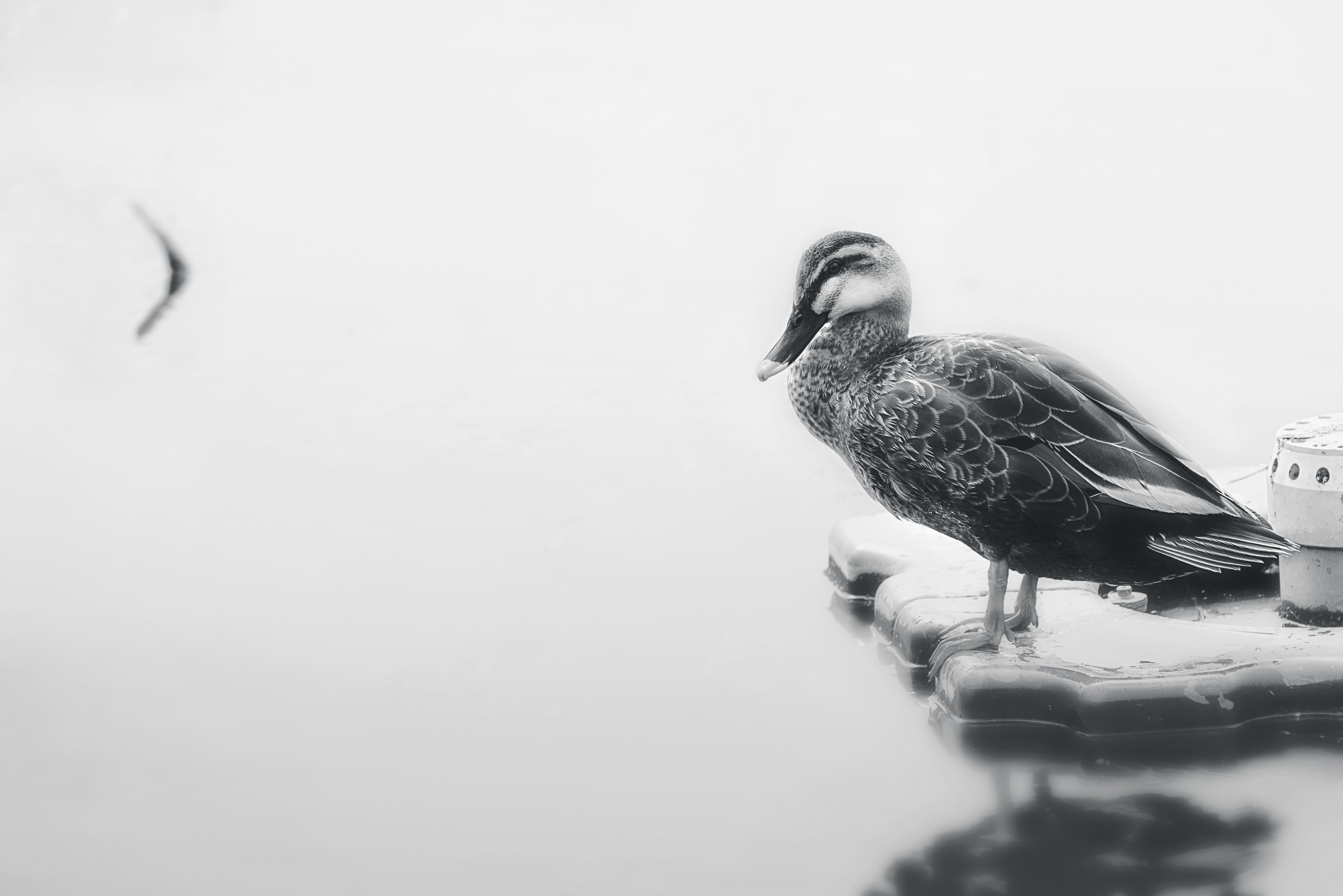 無料 anas platyrhynchos, bw, アヒルの無料の写真素材 写真素材