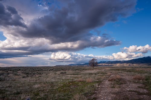 Árvores De Folhas Verdes Sob Nuvens Cinzentas