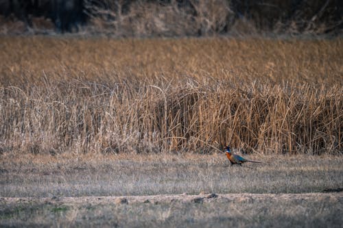 Free Photo of Bird On Grass Field Stock Photo