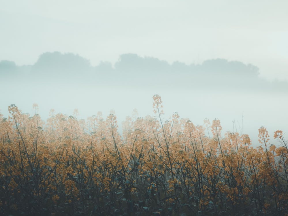 Immagine gratuita di campo di colza, colza, nebbia