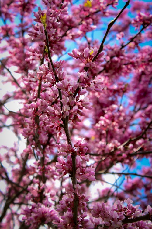 Free stock photo of bloom, blooming flower, blooming tree
