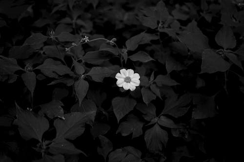 A black and white photo of a flower