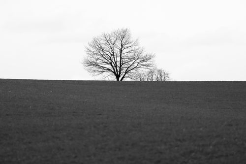 Free Monochrome photo of a solitary tree in a snowy field near Jönköping, Sweden. Stock Photo