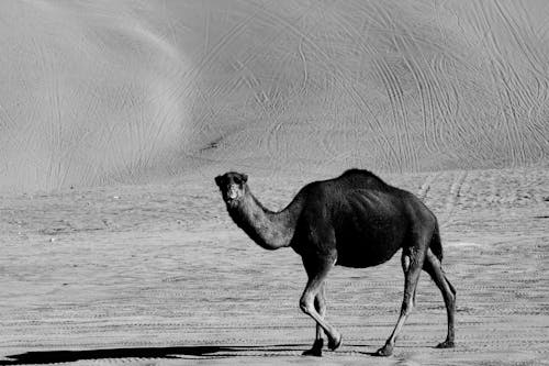 Camel