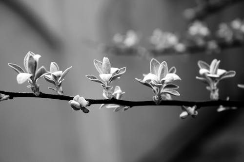 Gratis lagerfoto af æble, blad, blomme